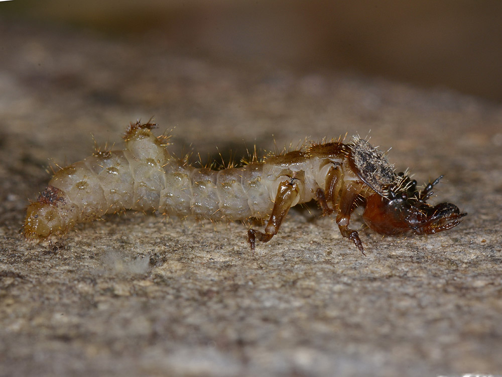 Larva con maschera: probabile Cicindela campestris